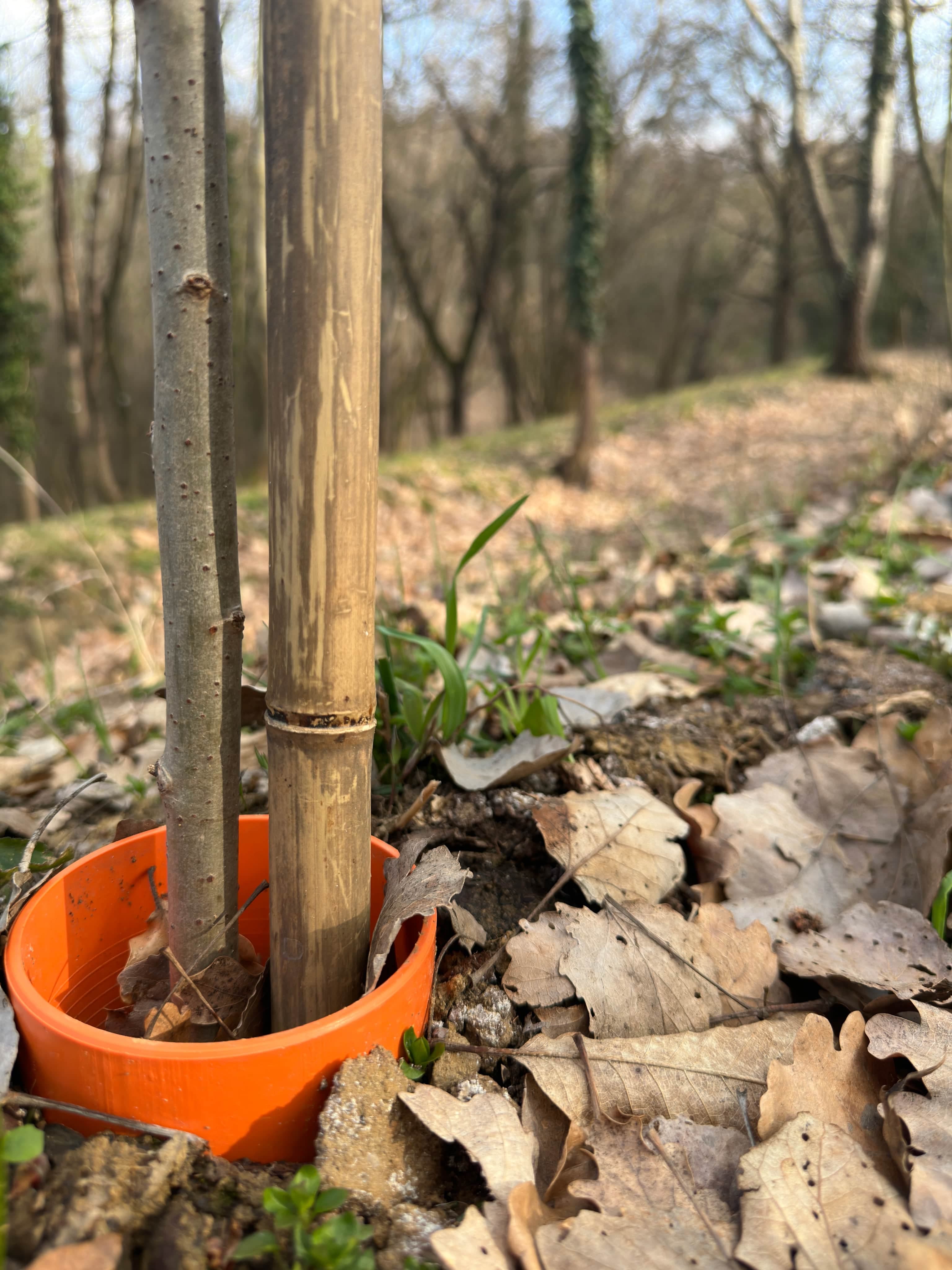 El Valet Canelli truffle hunt